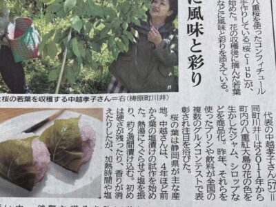 高知新聞で桜の花コンフィチュールと桜のシロップを取材していただきました